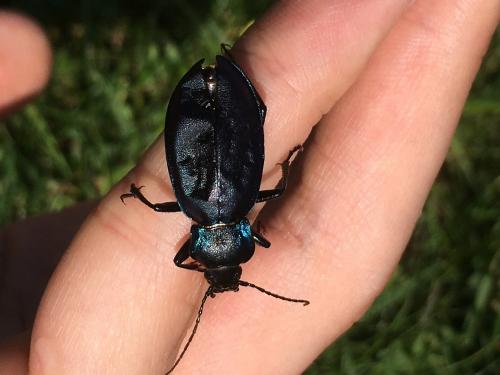 Carabus sp.